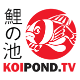 koipond.tv